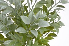 umělý ruscus - sv. zelená