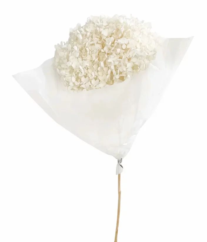 hortenzie sušená preparovaná - bělená