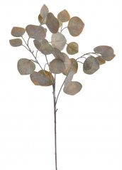 eukalyptus pupulus 69 cm - šedozelená/okrová