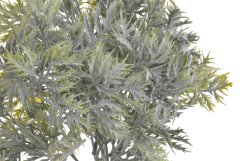 eryngium listy flok - zelená