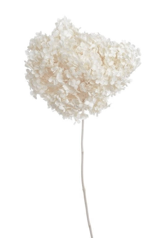 hortenzie sušená preparovaná - bělená