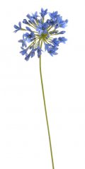 agapanthus 72 cm - modrá