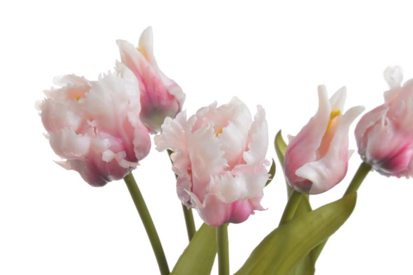 tulipán papouškovitý (5 ks) - bílá s purpurovým podbarvením