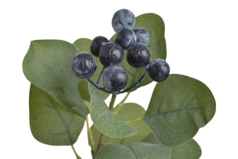 eukalyptus populus svazek