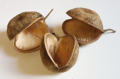 budha nut natural (5 ks)