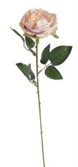 růže 62 cm - meruňková