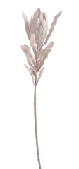 protea pastel - béžovorůžová