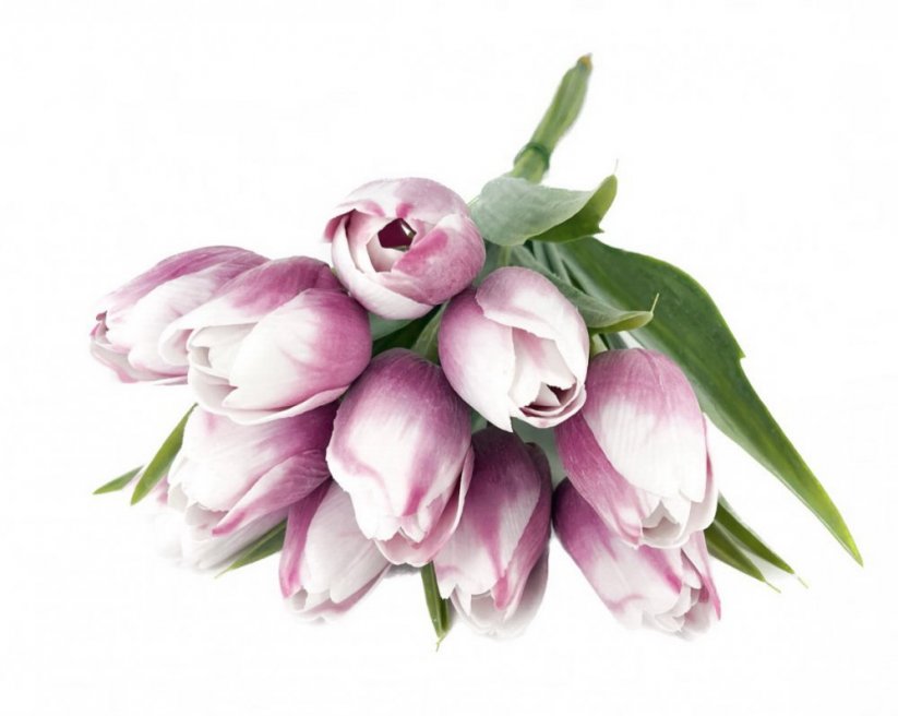 tulipán s listem (6 ks) - fialovorůžová s bílou špičkou