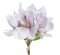 buket magnolií - bílá s růžovým středem