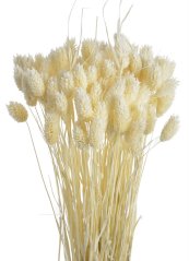 phalaris (70 g) - bělená