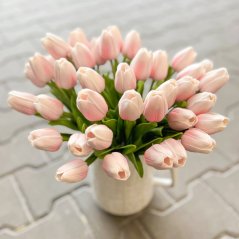 tulipán pěnový (5 ks) - růžová/bílá