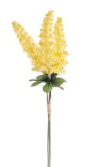 amaranthus (3 ks) - žlutá světlá