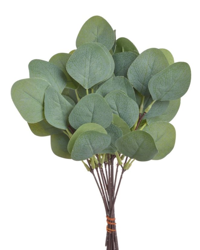 eukalyptus populus větvička