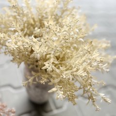 trs rostlina s drobnými lístky - krémová