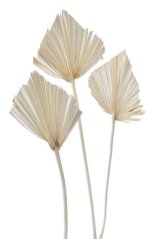 palm spear large (5 ks) - bělené