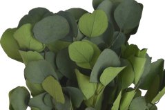 eukalyptus populus 150 g - zelená