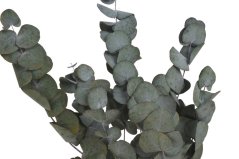 eukalyptus Cinerea 100 g - zelená
