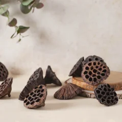 Lotos small 3-5 cm (25 ks)