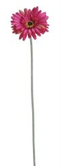gerbera - fuchsie
