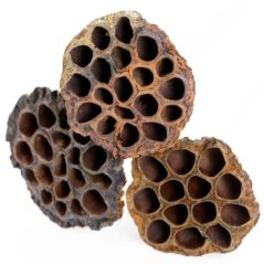 Lotos small 3-5 cm (25 ks)