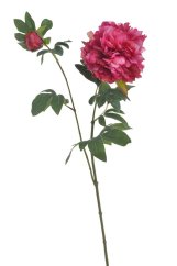 pivoňka s poupětem 68 cm - fuchsiová