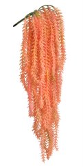 převislý sukulent (crassula muscosa) - broskvová