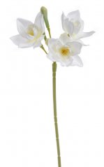 narcis 36 cm - bílá