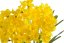narcis trs x7 40 cm - žlutá