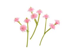 gypsophila - šater - květy (stonek 4 cm) - růžová