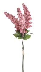 amaranthus (3 ks) - růžová