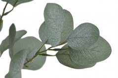 eukalyptus 90 cm - zelená tmavší