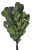 eukalyptus populus 150 g - zelená