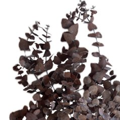 eukalyptus cinerea 50/80 - Mocha Cocoa