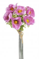 anemon (6ks) - růžová orchid