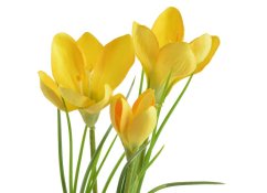 krokus 30 cm - - žlutá