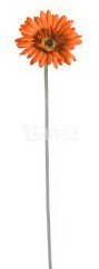 gerbera - oranžová
