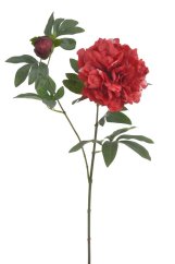 pivoňka s poupětem 68 cm - červená