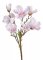 větev magnolie - světlá růžová