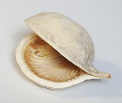 budha nut bělené (5 ks)