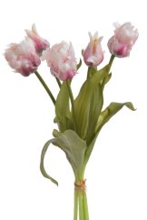tulipán papouškovitý (5 ks) - bílá s purpurovým podbarvením