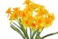 narcis trs x7 40 cm - žlutá/oranžový střed