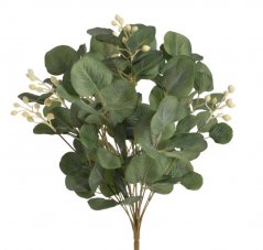 eukalyptus s bílými bobulemi