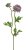 ranunculus s poupátkem 39 cm - fialová vintage