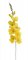 gladiola 77 cm - žlutá