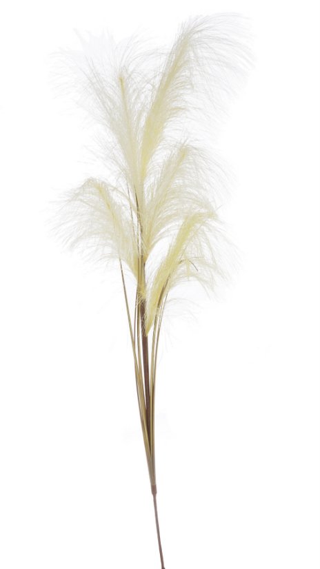 umělá pampová tráva (pampas) - krémová