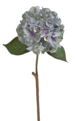 hortenzie 59 cm - modrozelená