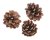 šišky - borovice černá / pinus niger (500 g)