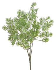 rozchodník x5 - bílozelená