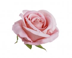 růže velvet - hlavičky (6 ks) - růžová