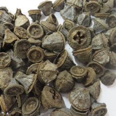 eukalyptus pod (200 g) - natural